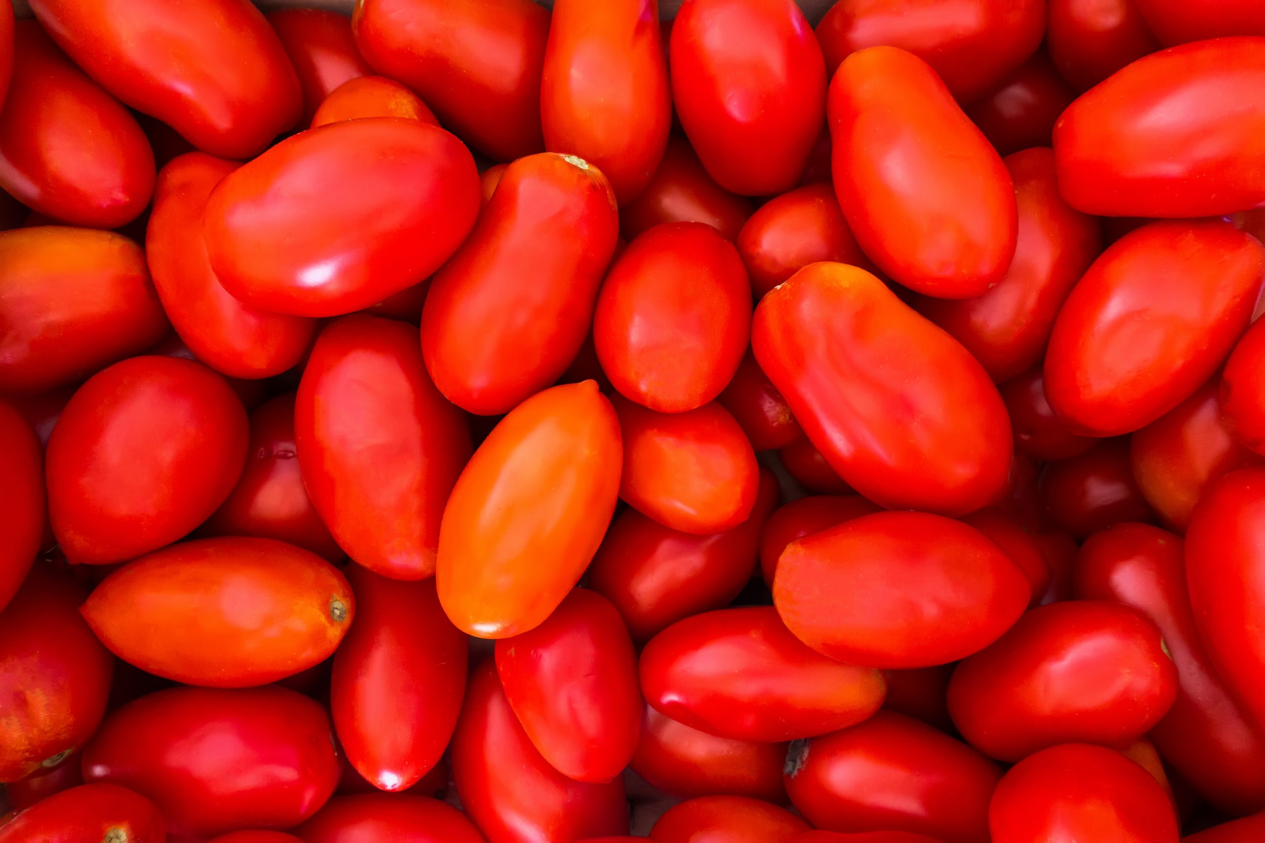 San Marzano Tomaten
